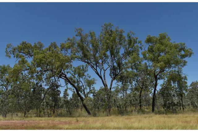 Veel fruit Corymbia