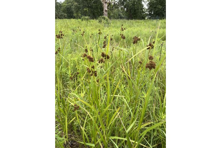 Scirpus atrovirens 17800