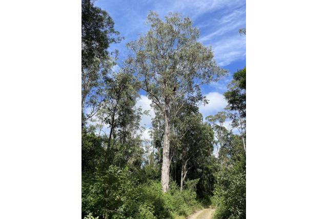 Eucalyptus met brede bladeren en ongesteelde bloemen