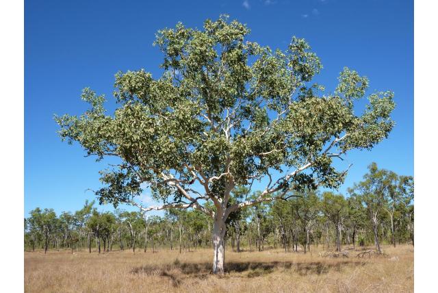 White-bast eucalyptus