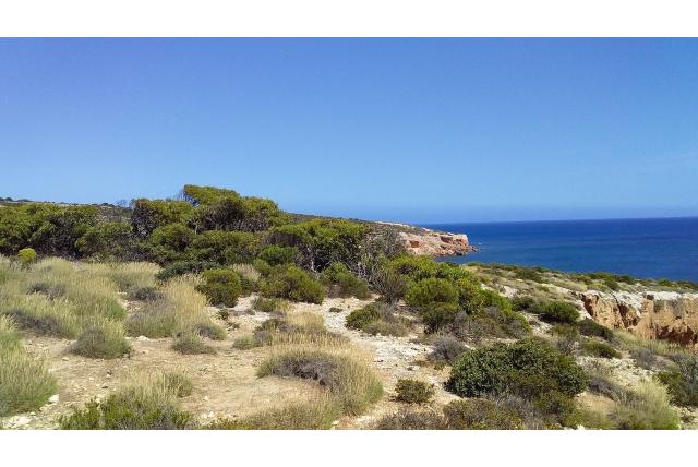 Nundroo Eucalyptus Nundroo Eucalyptus