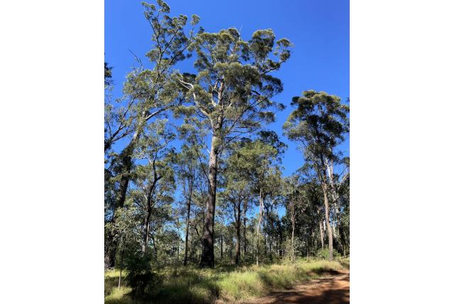 Cameron's eucalyptus