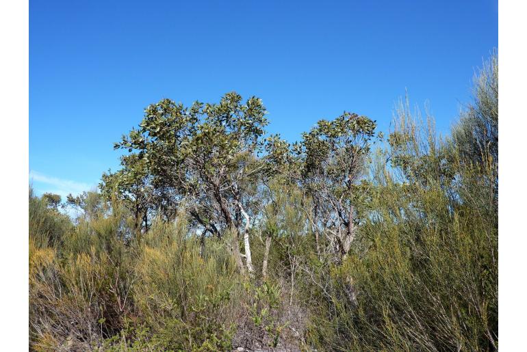 Eucalyptus camfieldii 17816