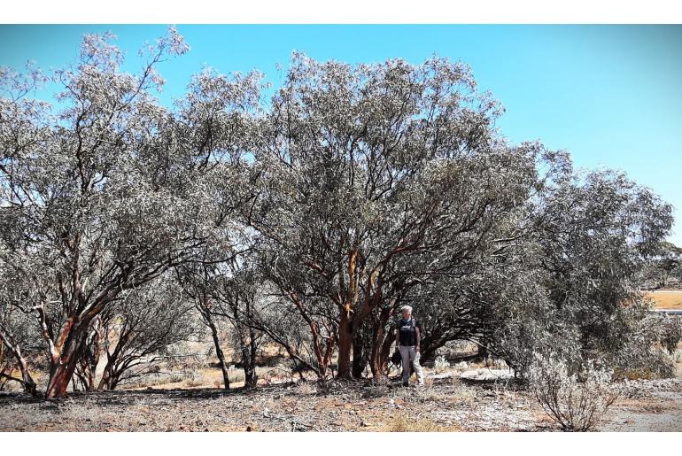 Eucalyptus campaspe -17817