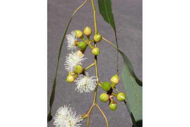 Grijs eucalyptus Grijs eucalyptus