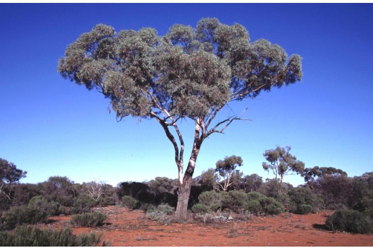 Eucalyptus clelandiorum 17819