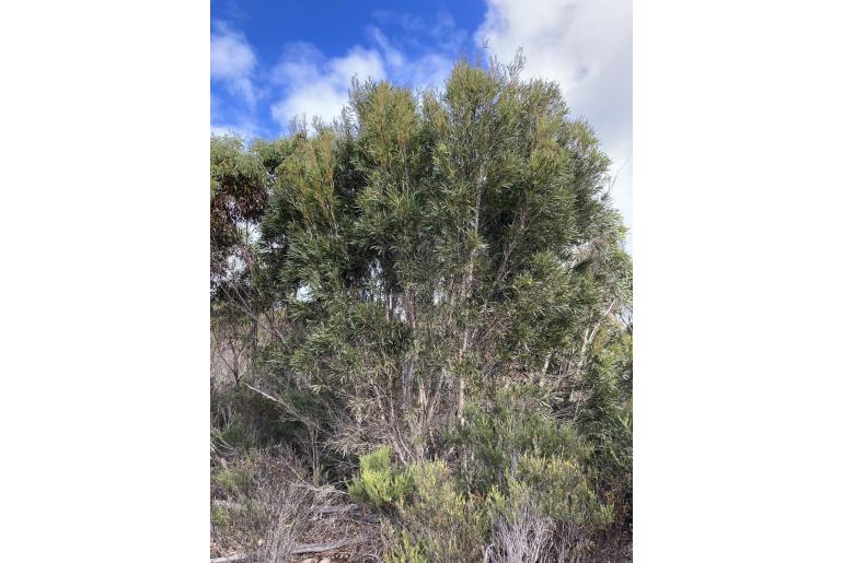 Eucalyptus cneorifolia -17820