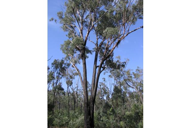 Eucalyptus zonder schors Eucalyptus zonder schors