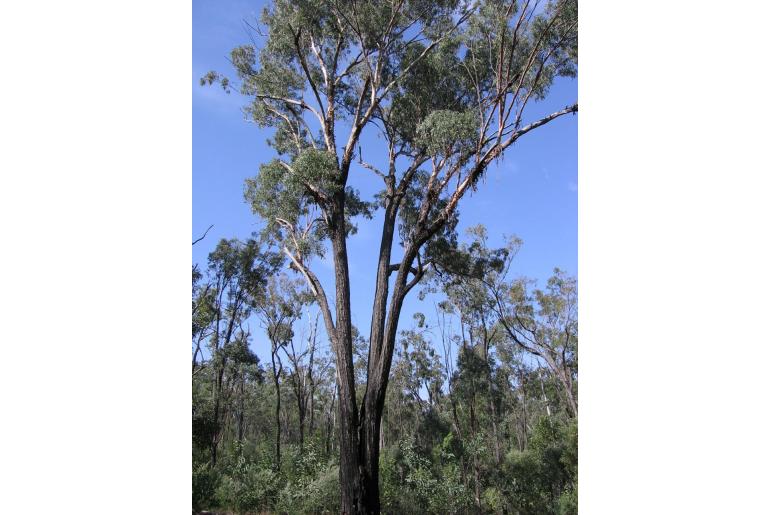 Eucalyptus decorticans 17824