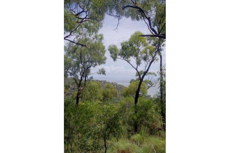 Eucalyptus drepanophylla 17826