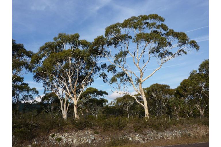 Eucalyptus elliptica 17827