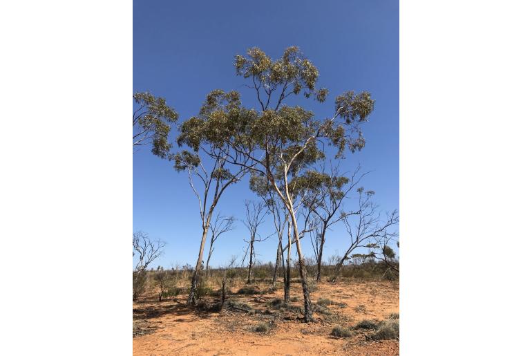 Eucalyptus flavida 17829
