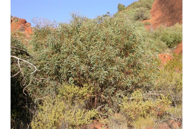 Gillen's eucalyptus