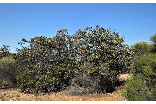 Dik-bladerige eucalyptus
