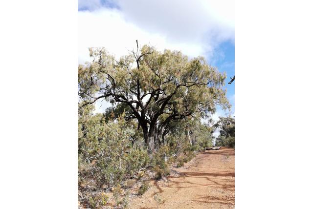 Blauwblad Eucalyptus Blauwblad Eucalyptus