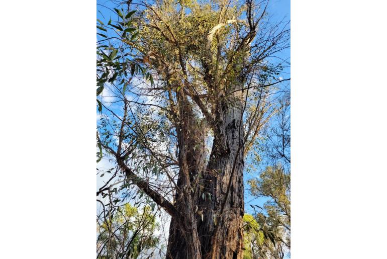 Eucalyptus mckieana 17835
