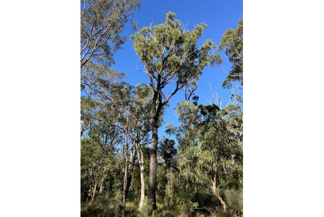 Zwart en wit eucalyptus Zwart en wit eucalyptus