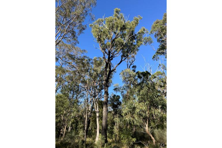 Eucalyptus melanoleuca 17836
