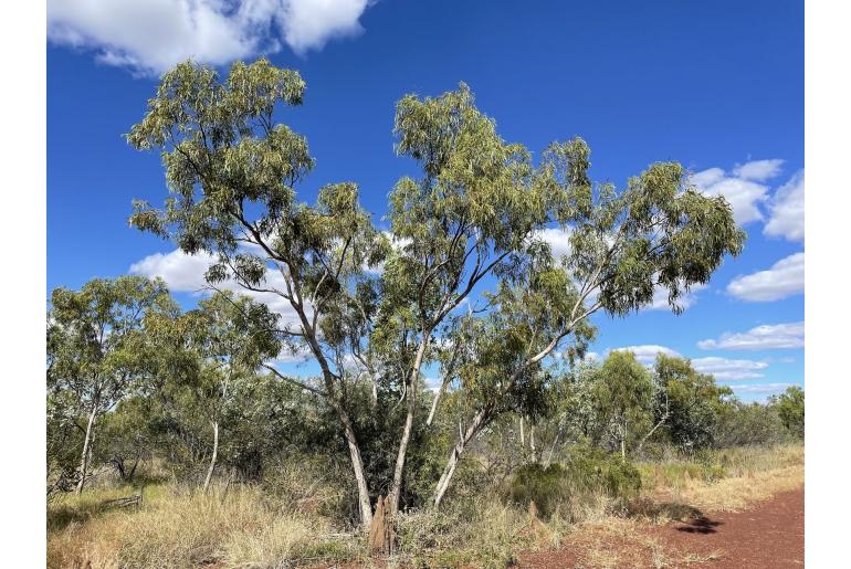 Eucalyptus chlorophylla -17838