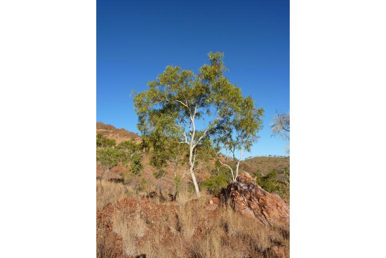 Eucalyptus confluens 17839