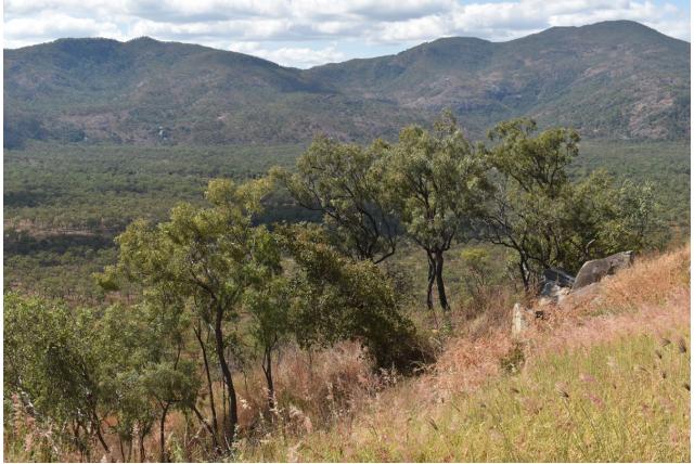 Cullen's eucalyptus