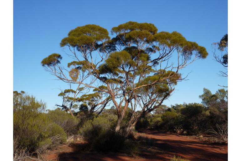 Eucalyptus formanii 17842