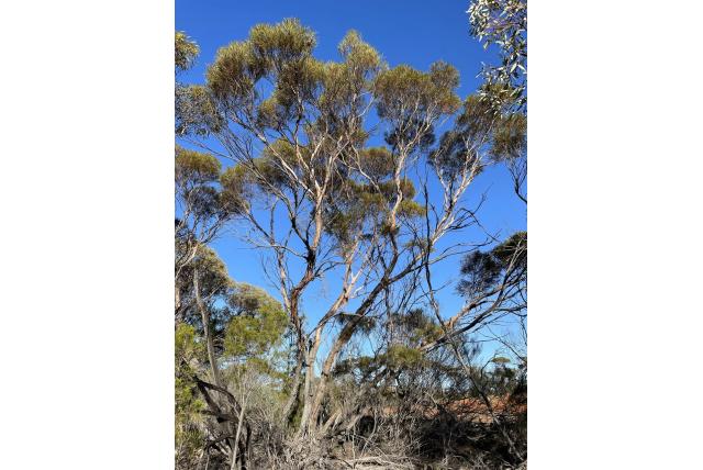 Jutson's eucalyptus Jutson's eucalyptus
