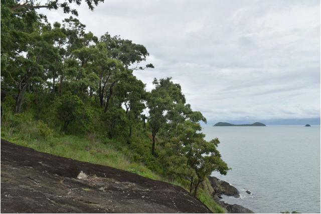 Eucalyptus met fijne ribben Eucalyptus met fijne ribben