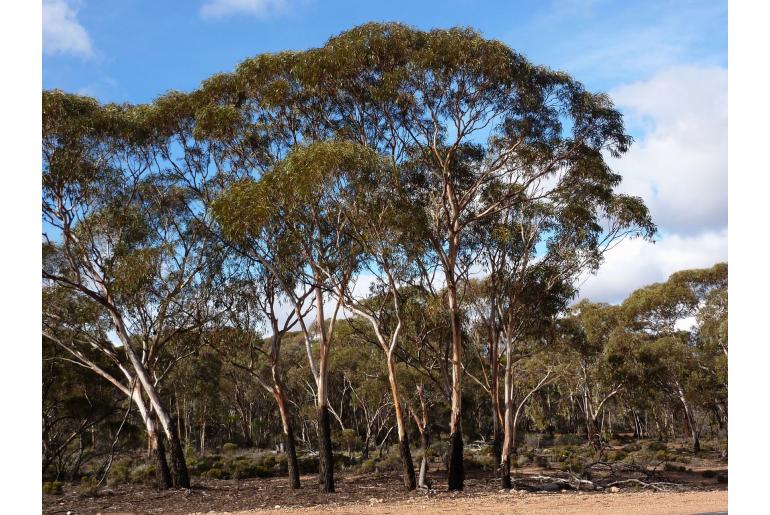 Eucalyptus lesouefii 17845