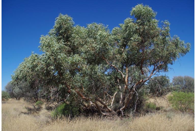 Eucalyptus lucasii 17847