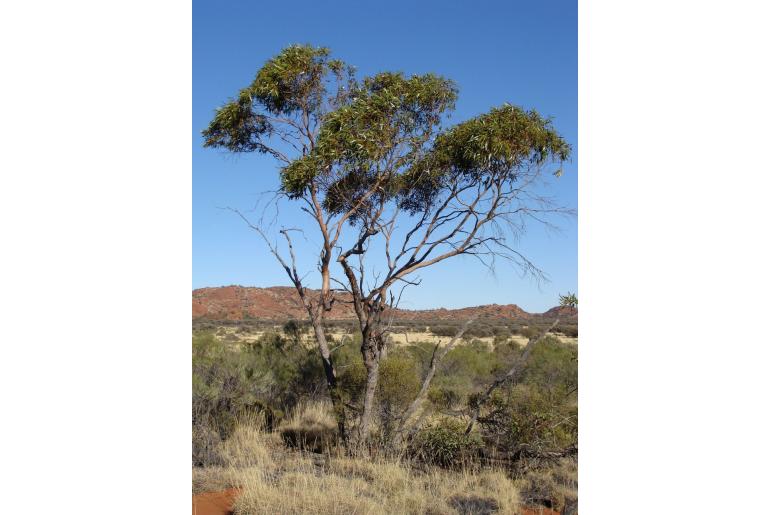 Eucalyptus mannensis 17848