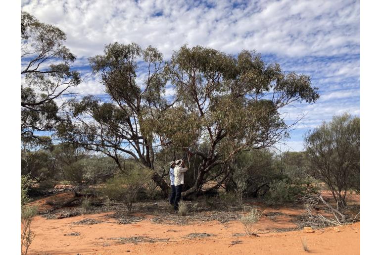 Eucalyptus mannensis ssp vespertina 17849