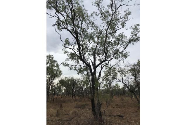 Gilbert rivier Eucalyptus Gilbert rivier Eucalyptus