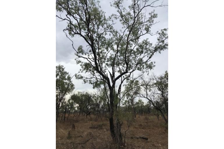 Eucalyptus microneura 17850