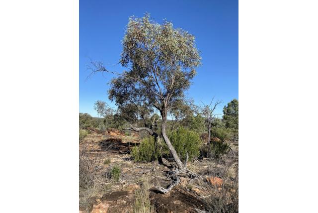 Morris Eucalyptus Morris Eucalyptus