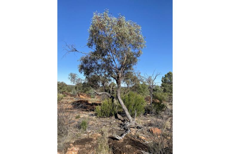 Eucalyptus morrisii 17851