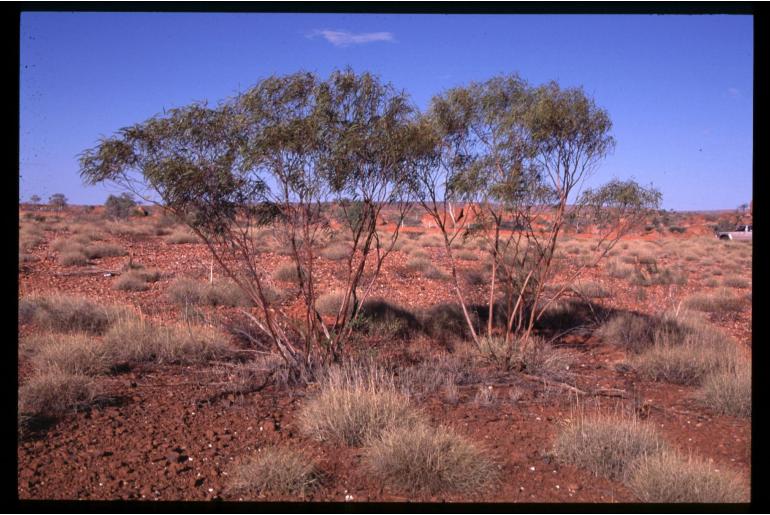 Eucalyptus odontocarpa 17852