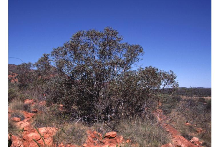 Eucalyptus oldfieldii 17853
