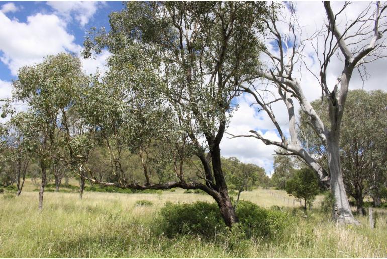Eucalyptus orgadophila 17854