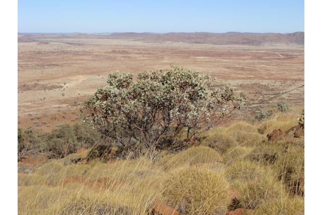 Puntige deksels Eucalyptus Puntige deksels Eucalyptus