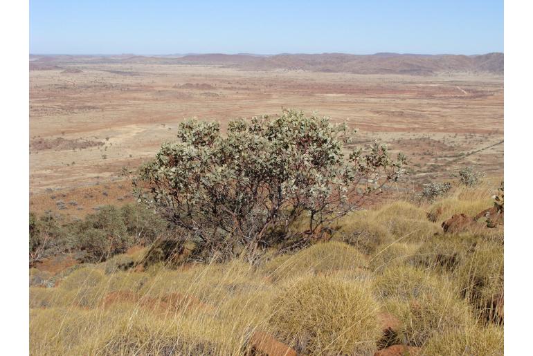 Eucalyptus oxymitra 17855
