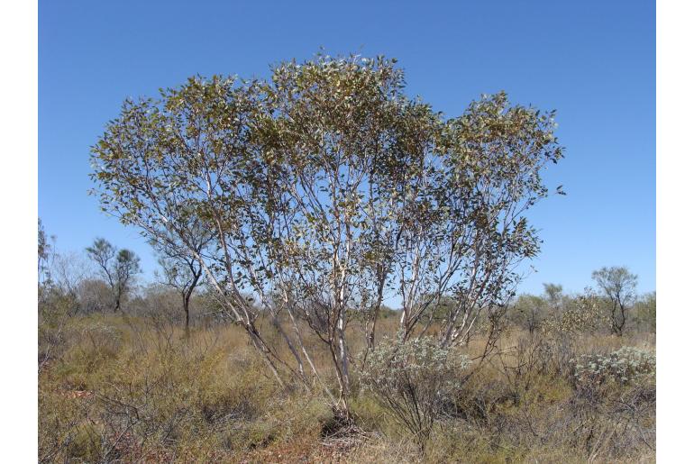Eucalyptus pachyphylla 17856