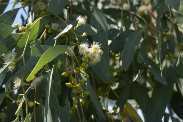 Yetmann Eucalyptus Yetmann Eucalyptus