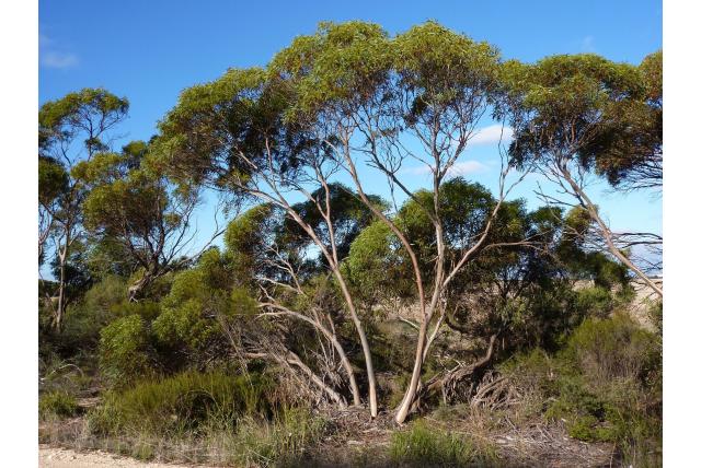 Eyre Peninsula eucalyptus Eyre Peninsula eucalyptus