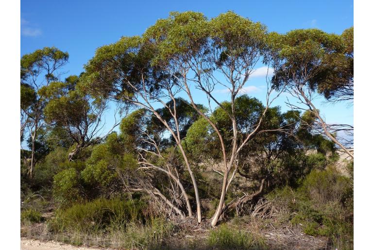 Eucalyptus peninsularis 17858