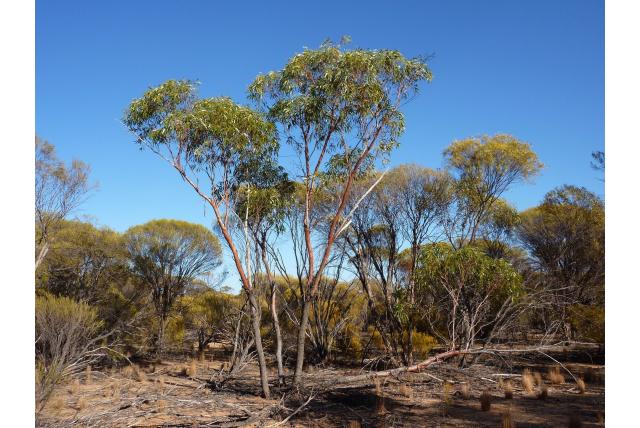 Granieten rots eucalyptus Granieten rots eucalyptus
