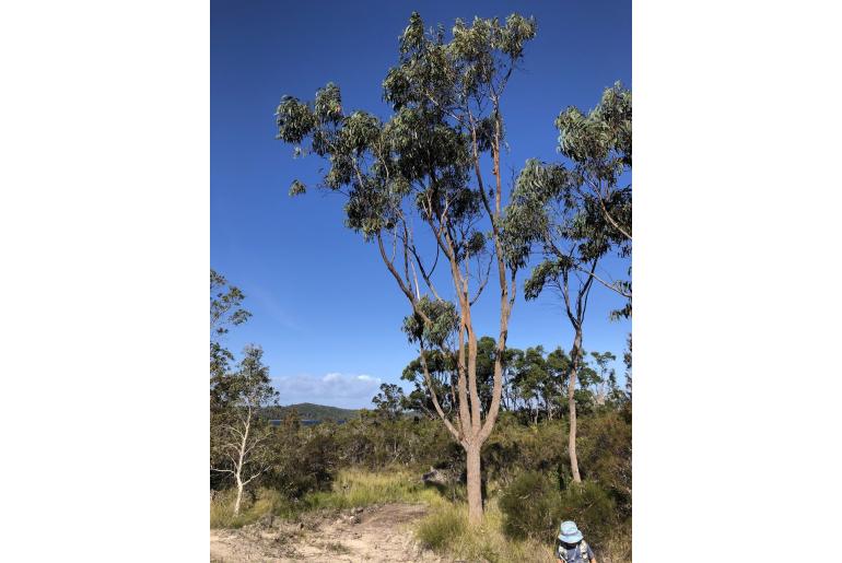 Eucalyptus planchoniana 17861