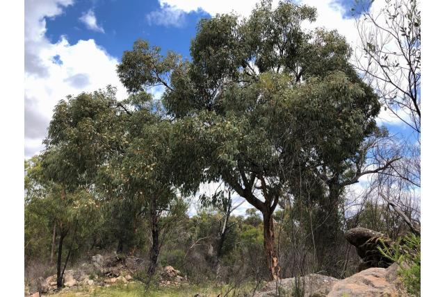 Oranje Eucalyptus Oranje Eucalyptus