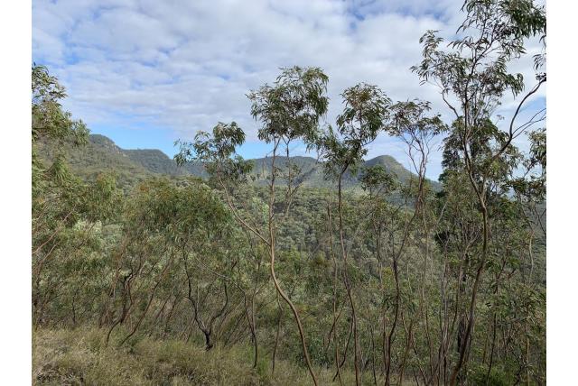 Pokolbin eucalyptus Pokolbin eucalyptus