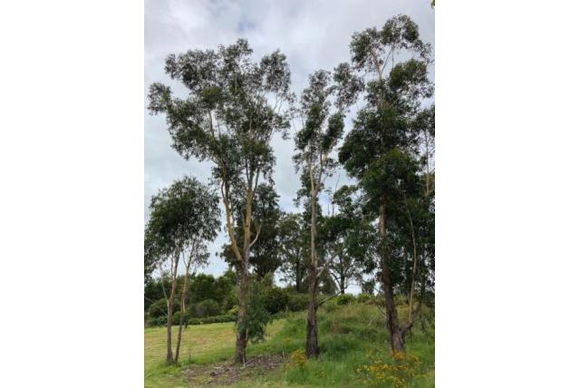 Peervormig fruit Eucalyptus Peervormig fruit Eucalyptus